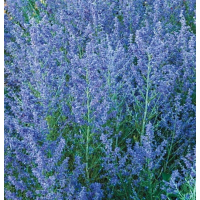 Perovskia Lacey Blue' DON C1,5